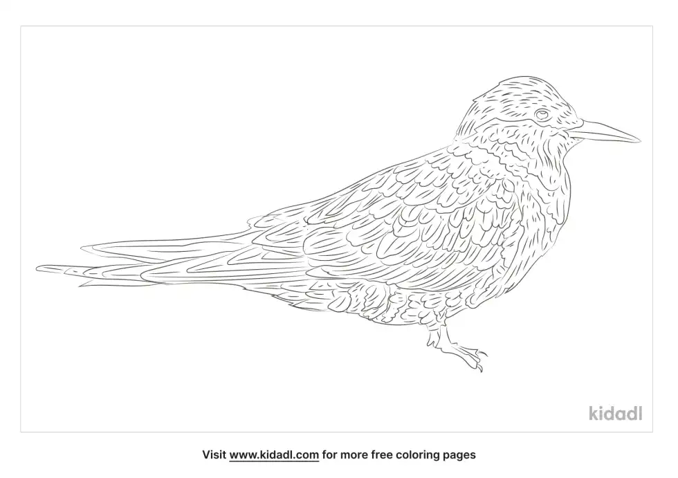 Antarctic Tern Coloring Page
