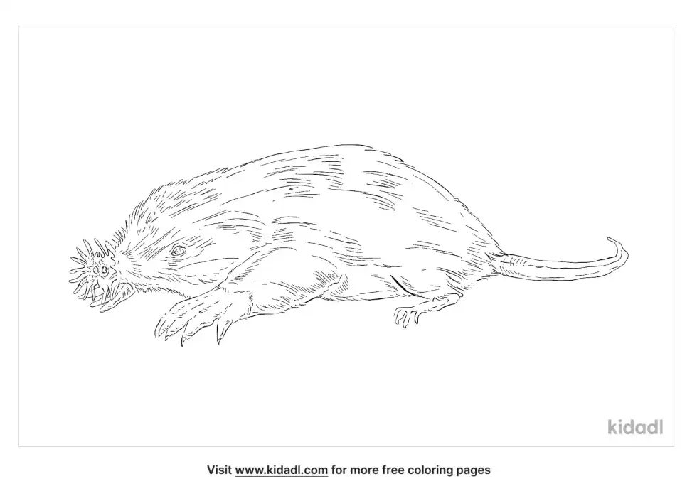 Star Nosed Mole Coloring Page