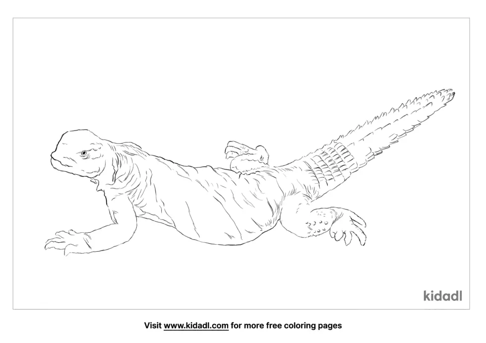 Spiny Tailed Lizard Coloring Page | Kidadl