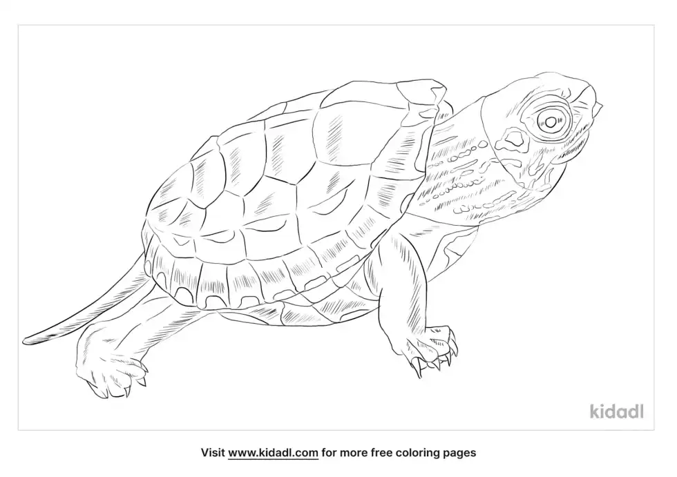 Chinese Pond Turtle Coloring Page