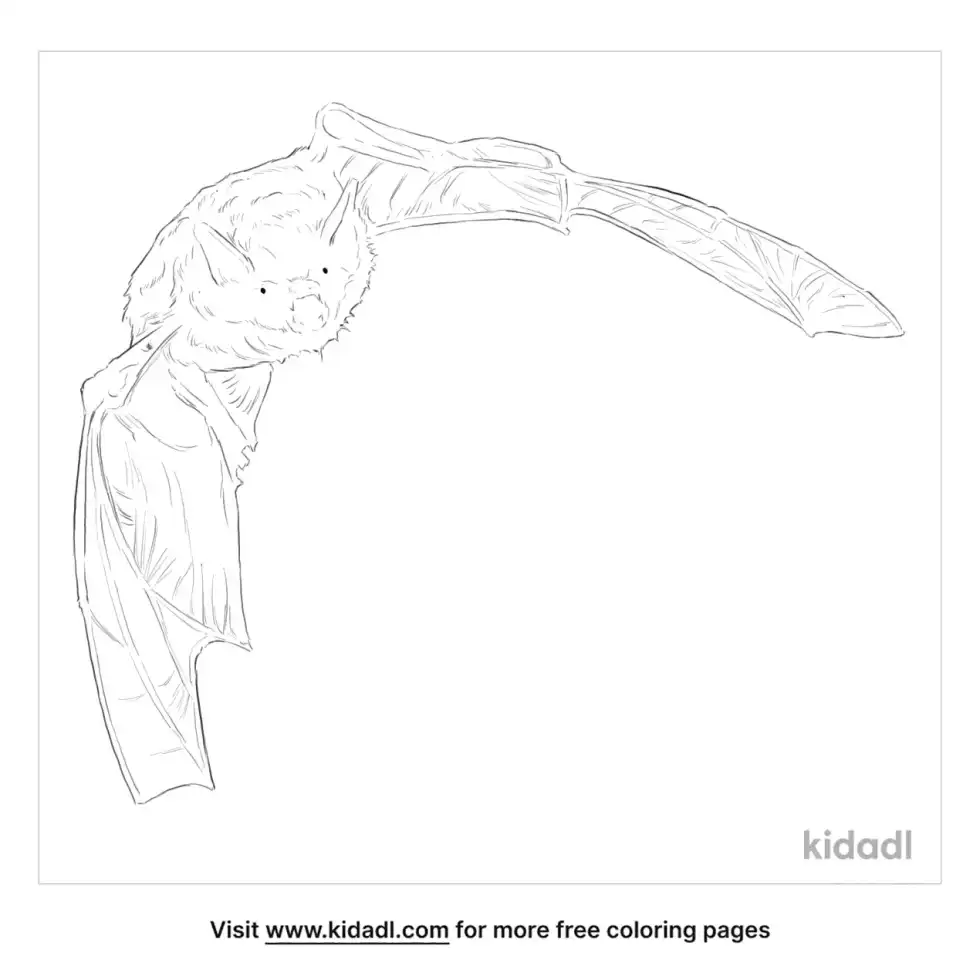 Whiskered Bat Coloring Page