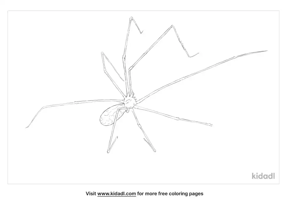 Marbled Cellar Spider Coloring Page
