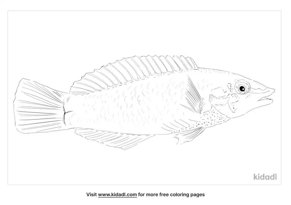 Green Wrasse Coloring Page