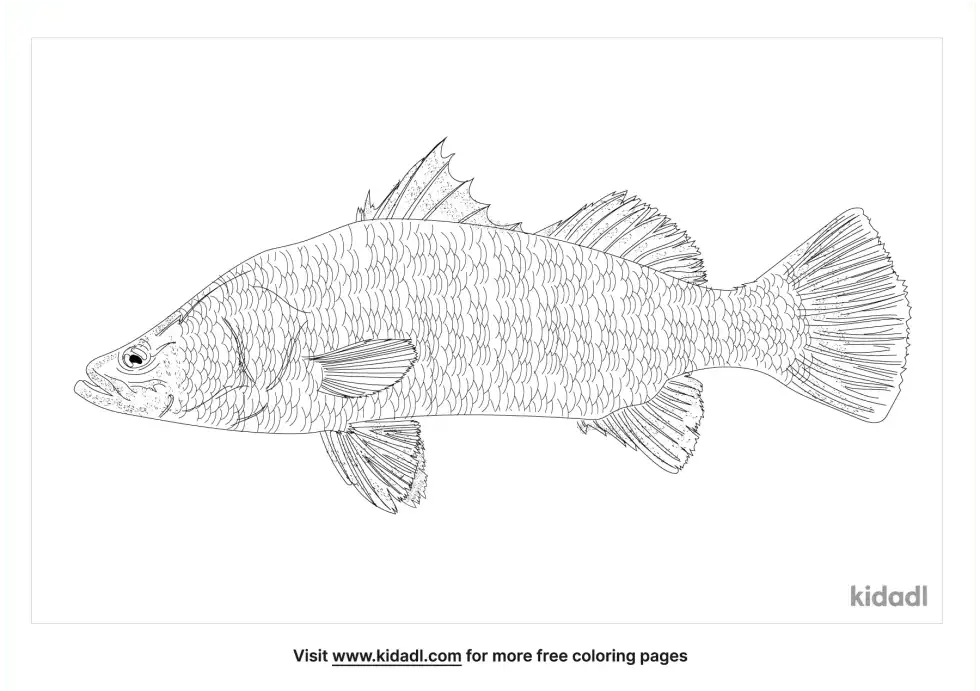 Barramundi Coloring Page
