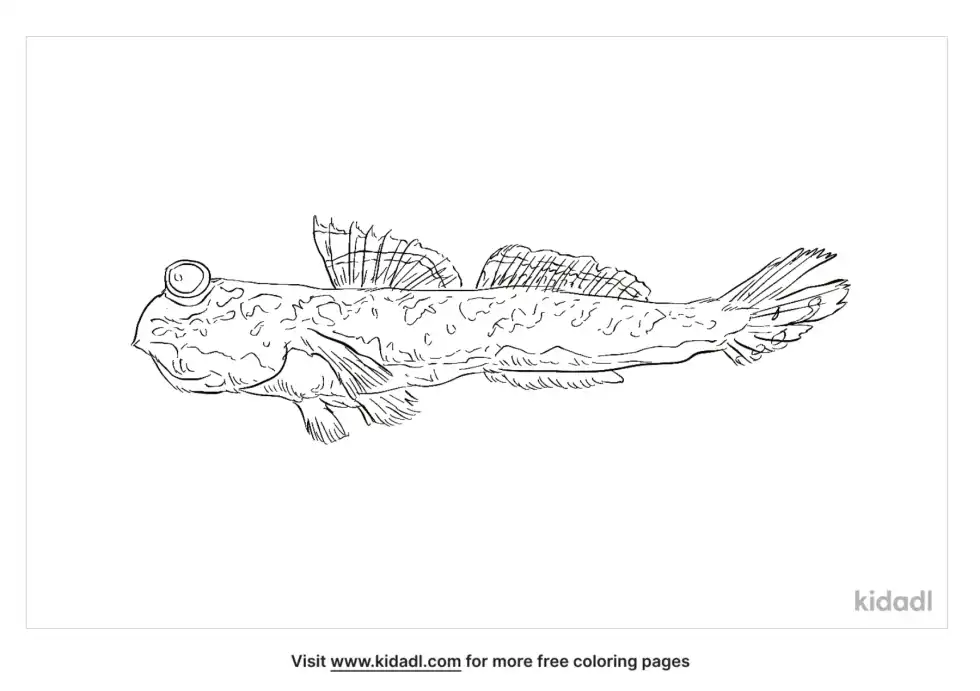 Giant Mudskipper Coloring Page