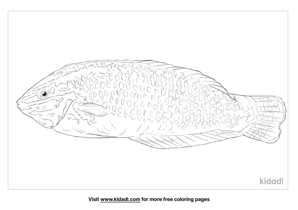 Ornate Wrasse Coloring Page