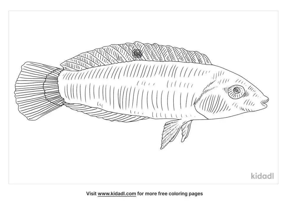 Canary Wrasse Coloring Page