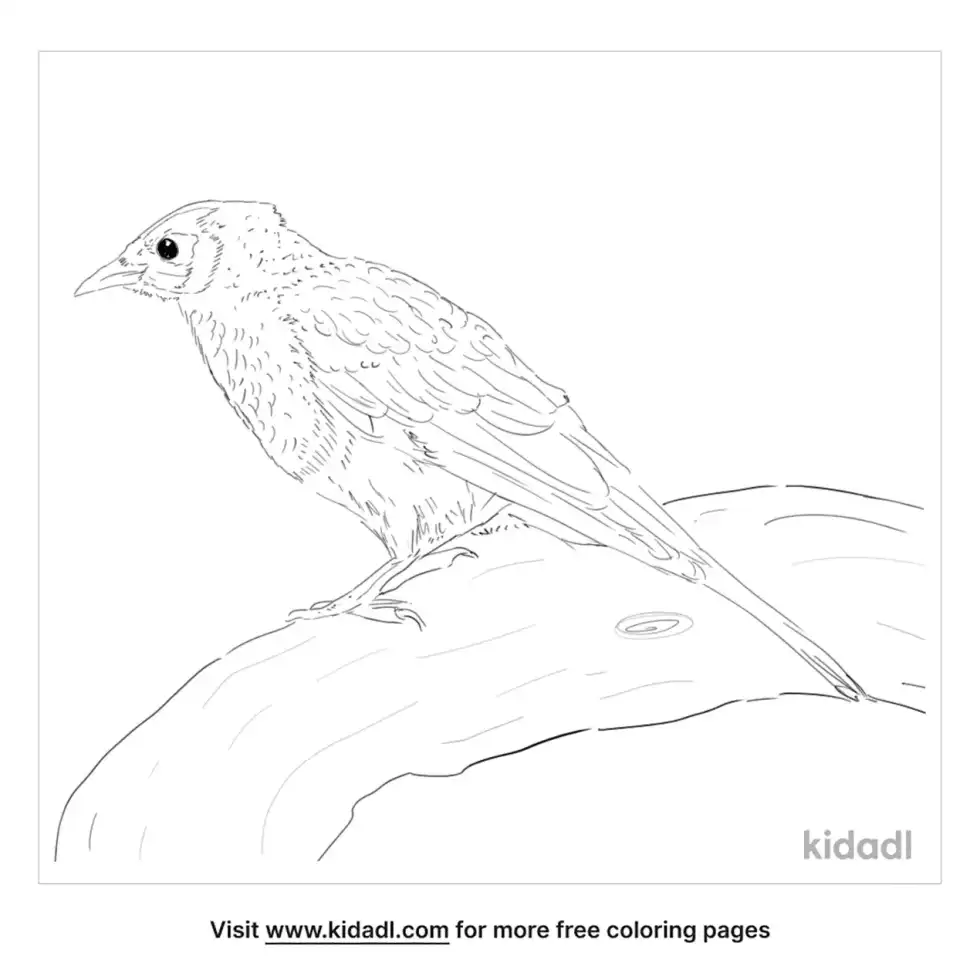 Noisy Miner Coloring Page