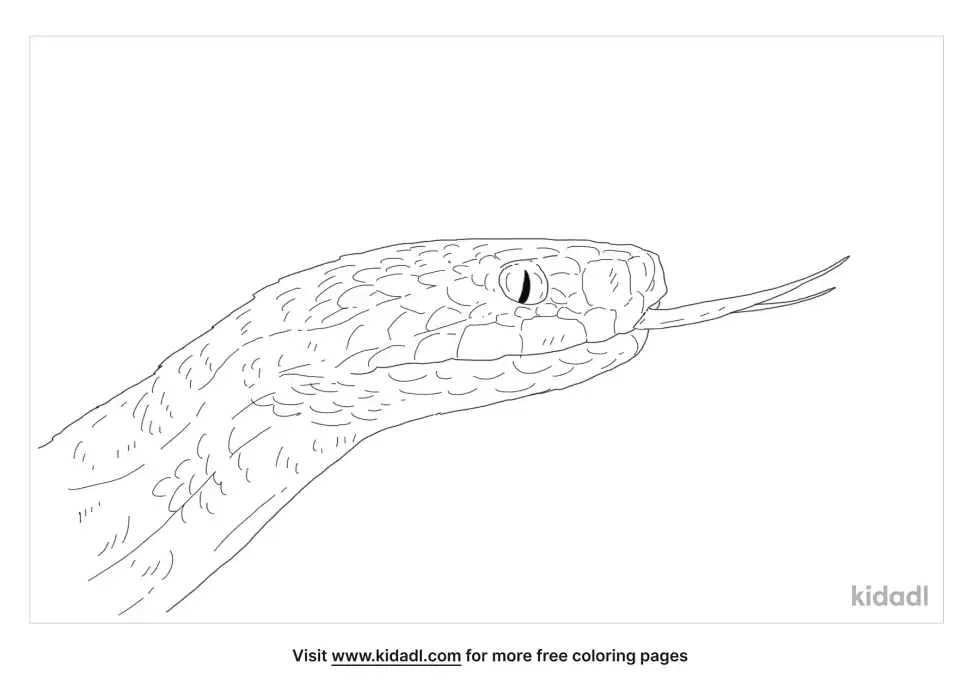 Meadow Viper Coloring Page