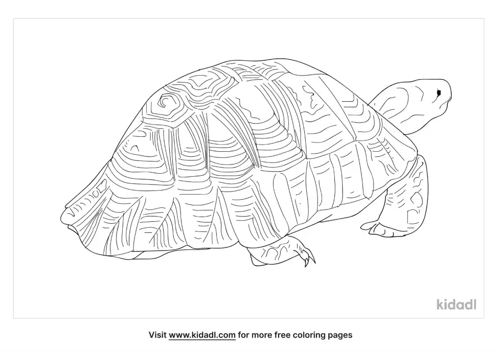 Marginated Tortoise Coloring Page