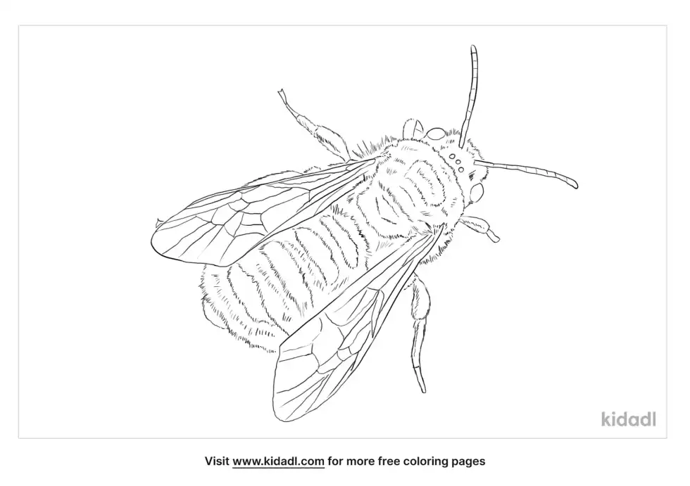 Tawny Mining Bee Coloring Page