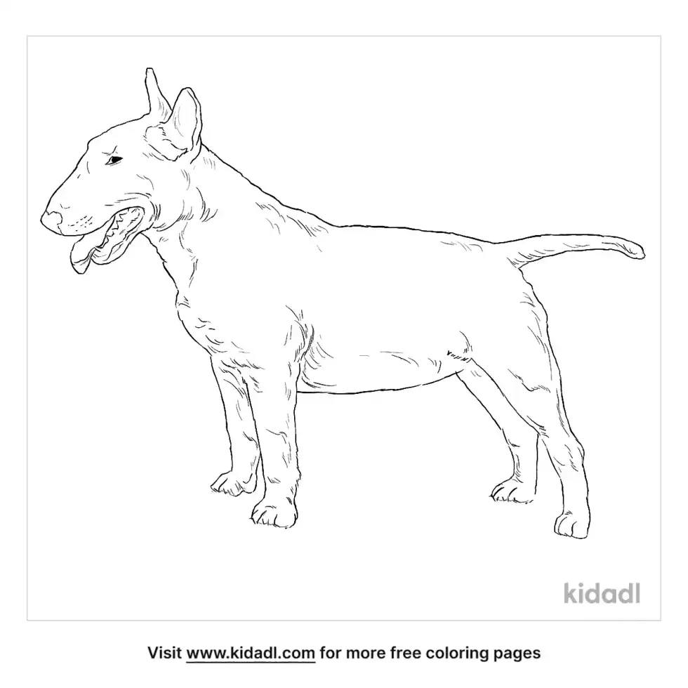Bull Terrier Coloring Page