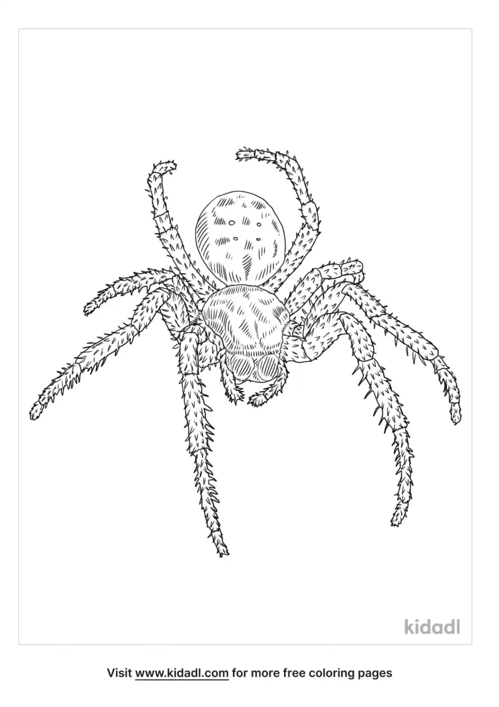 Arboreal Orb Weaver Coloring Page