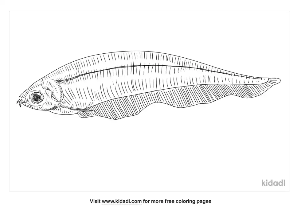 African Knife Fish Coloring Page