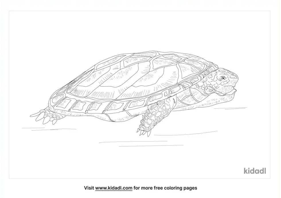 Pancake Tortoise Coloring Page