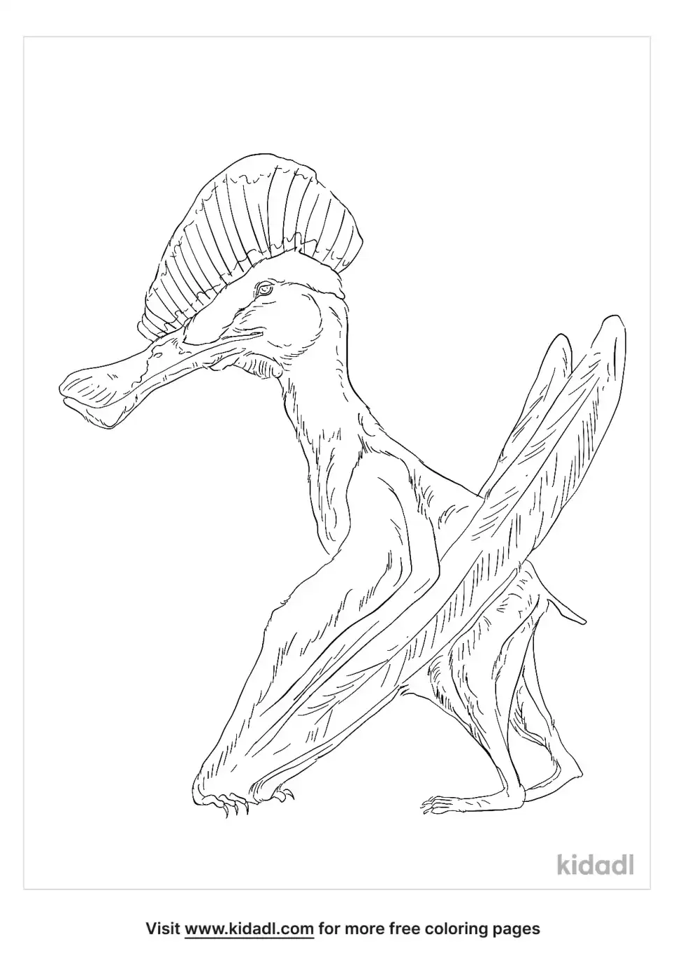 Cycnorhamphus Coloring Page