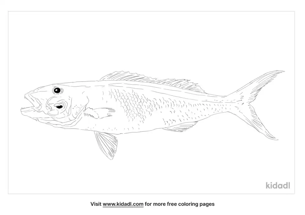 Green Jobfish Coloring Page