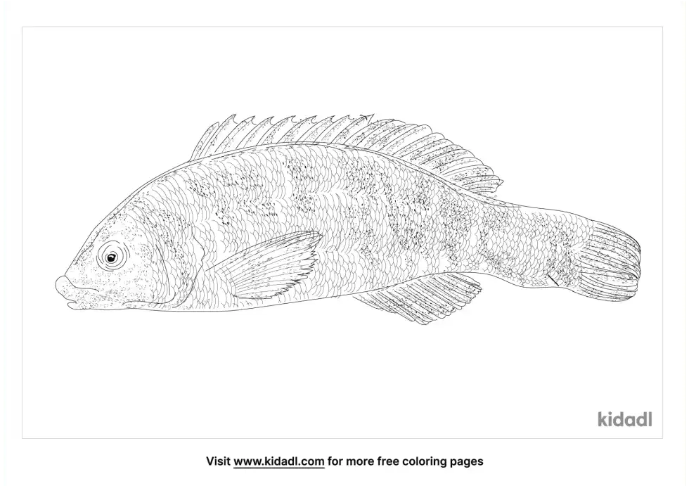 Banded Wrasse Coloring Page
