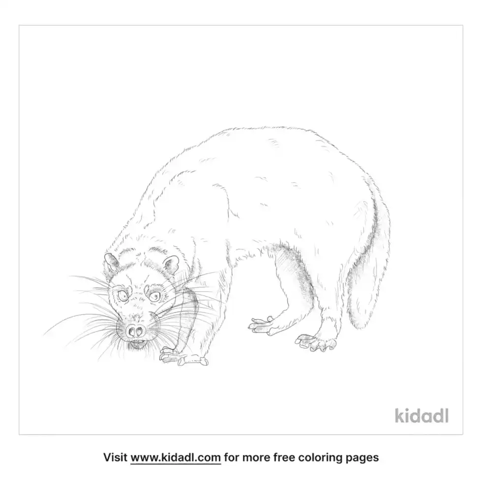 Otter Civet Coloring Page