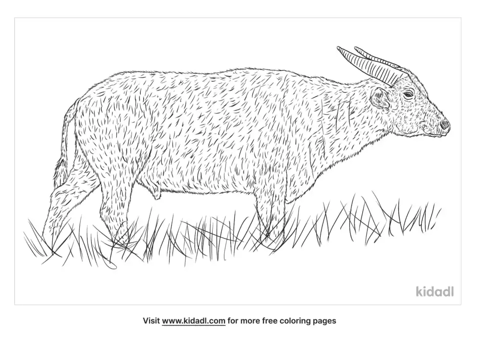 Tamaraw Coloring Page
