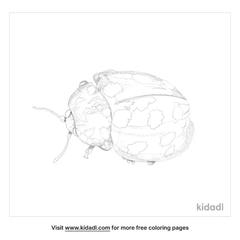Orange Ladybird Coloring Page