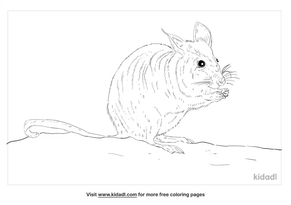 Malagasy Giant Rat Coloring Page