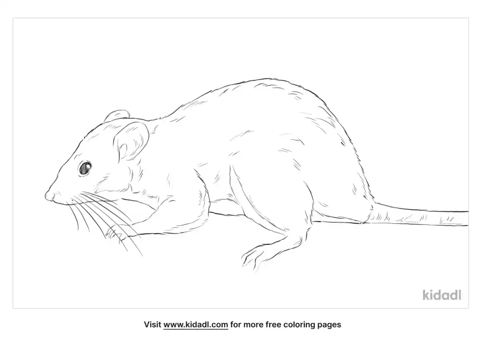 Ricefield Rat Coloring Page
