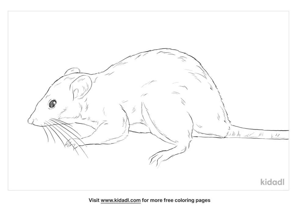 Ricefield Rat