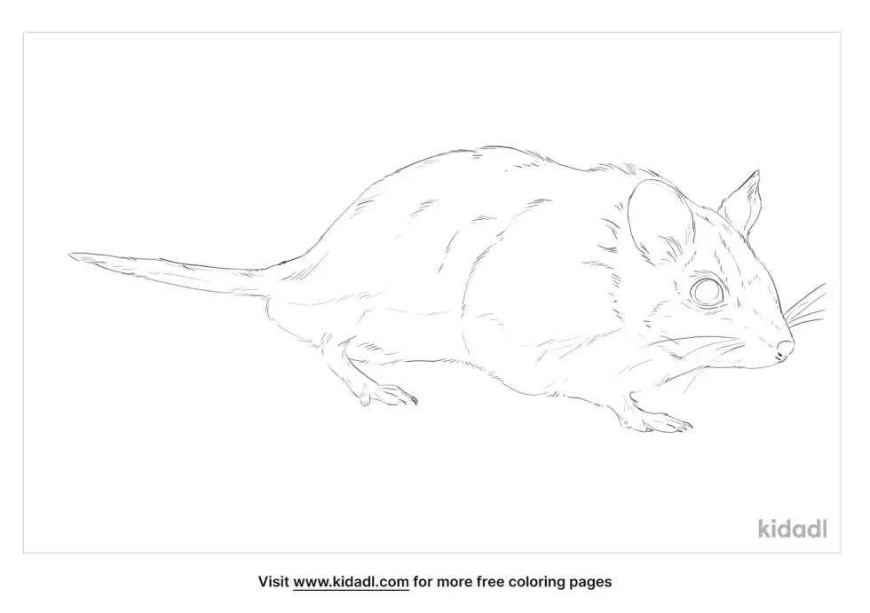 Southern Grasshopper Mouse Coloring Page