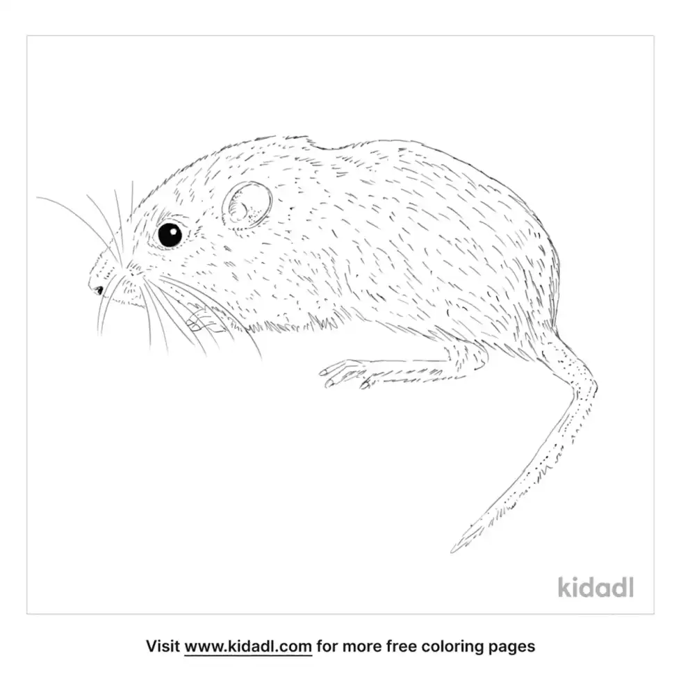 Little Pocket Mouse Coloring Page