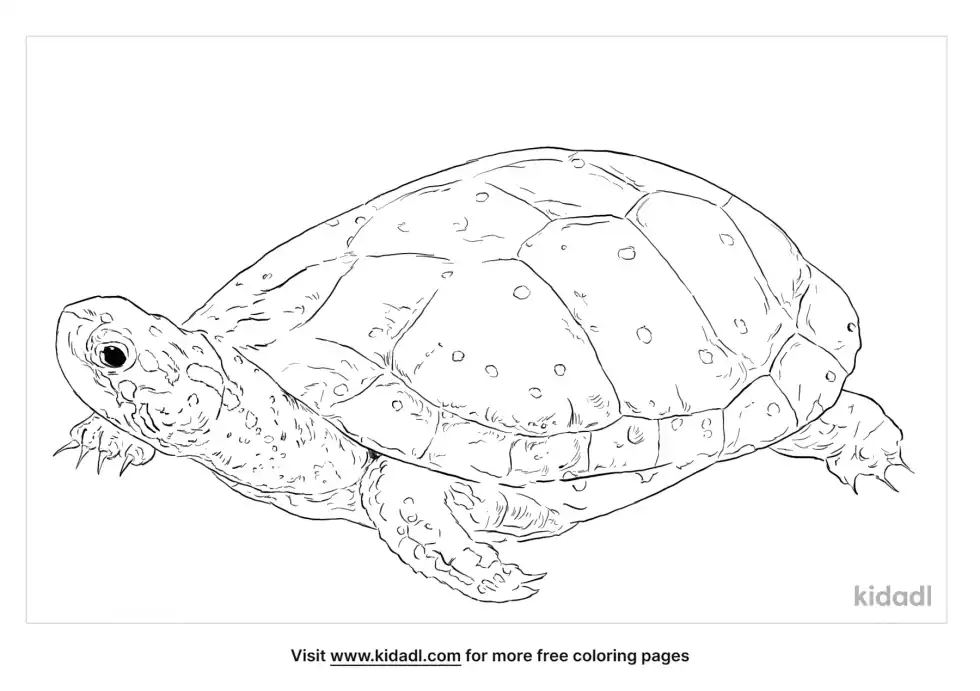 Spotted Turtle Coloring Page