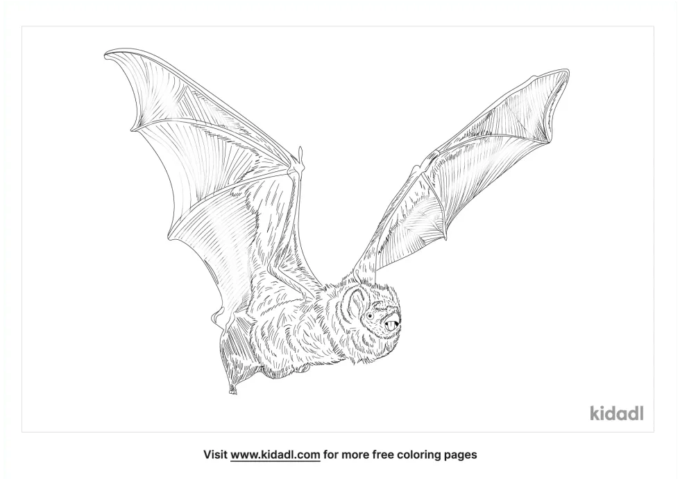 Hoary Bat Coloring Page