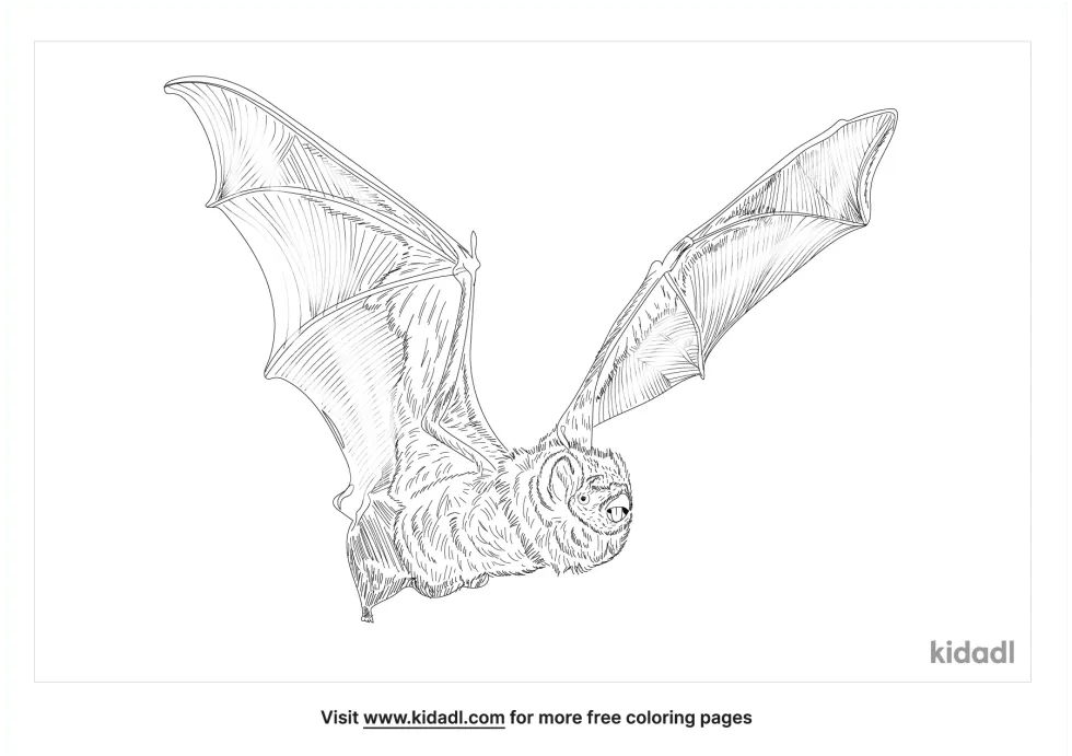 Hoary Bat | Kidadl