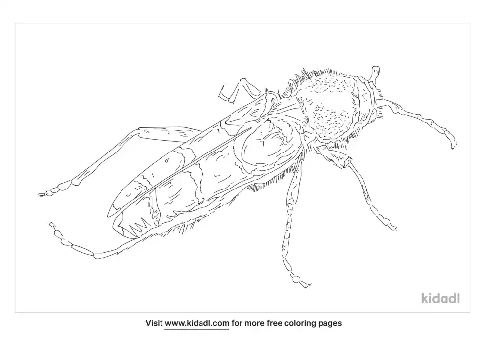 Banded Ash Borer Coloring Page
