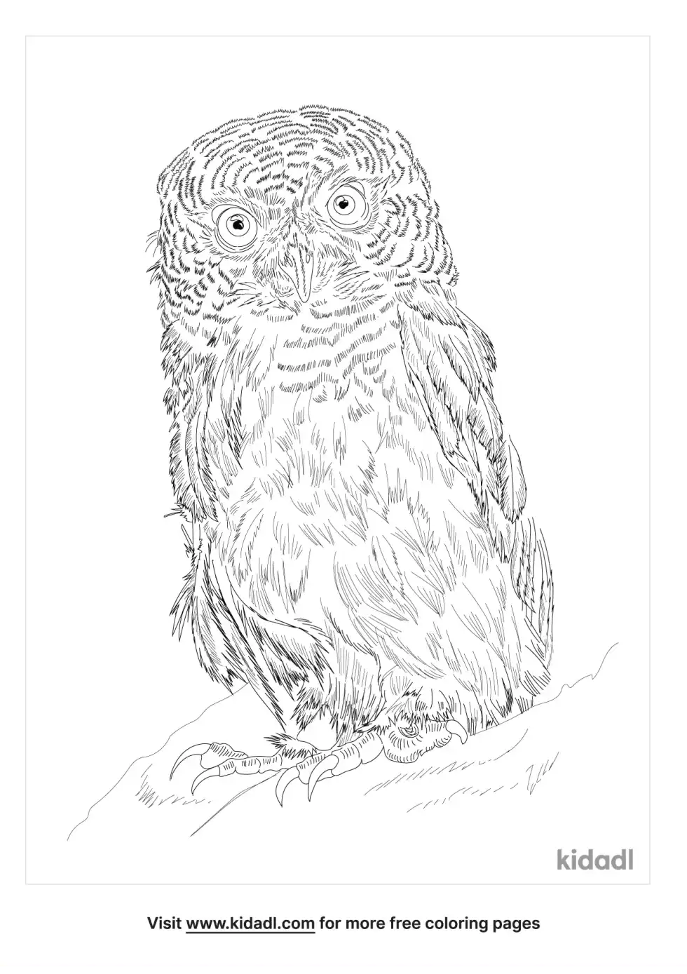 Javan Owlet Coloring Page