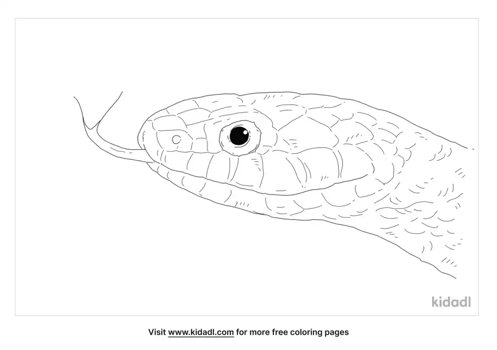 Grass Snake Coloring Page