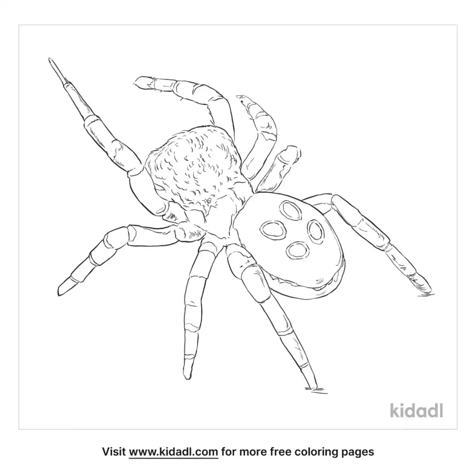 Ladybird Spider Coloring Page