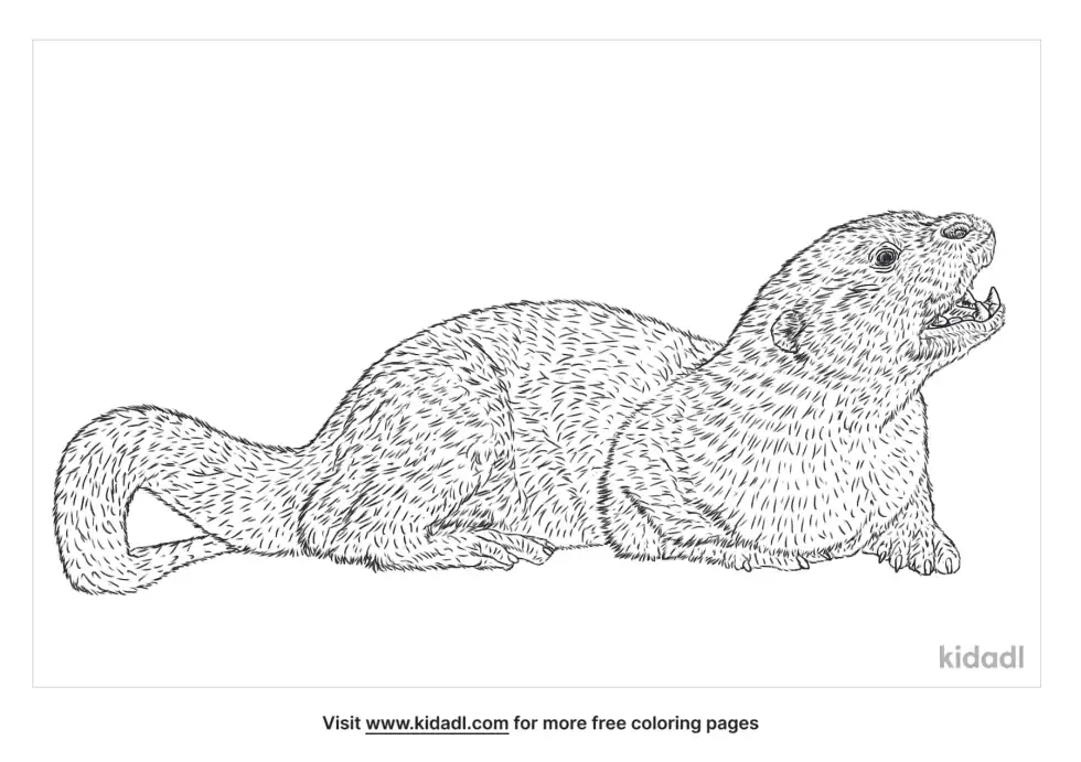 Hairy Nosed Otter Coloring Page