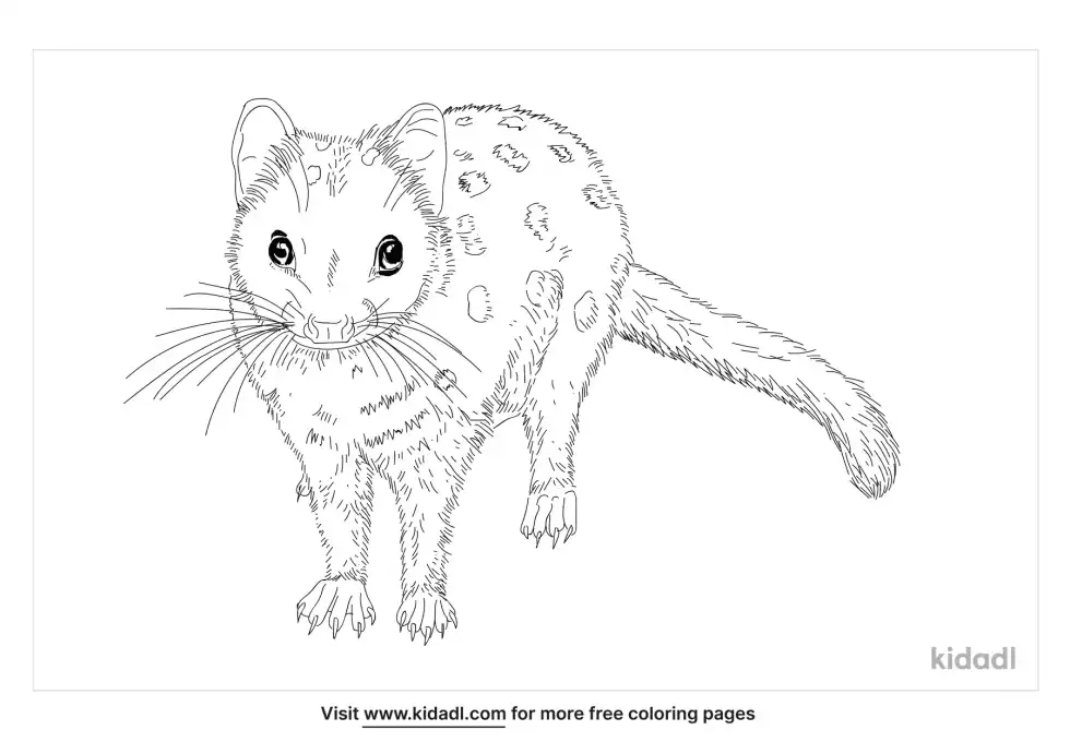 Eastern Quoll Coloring Page