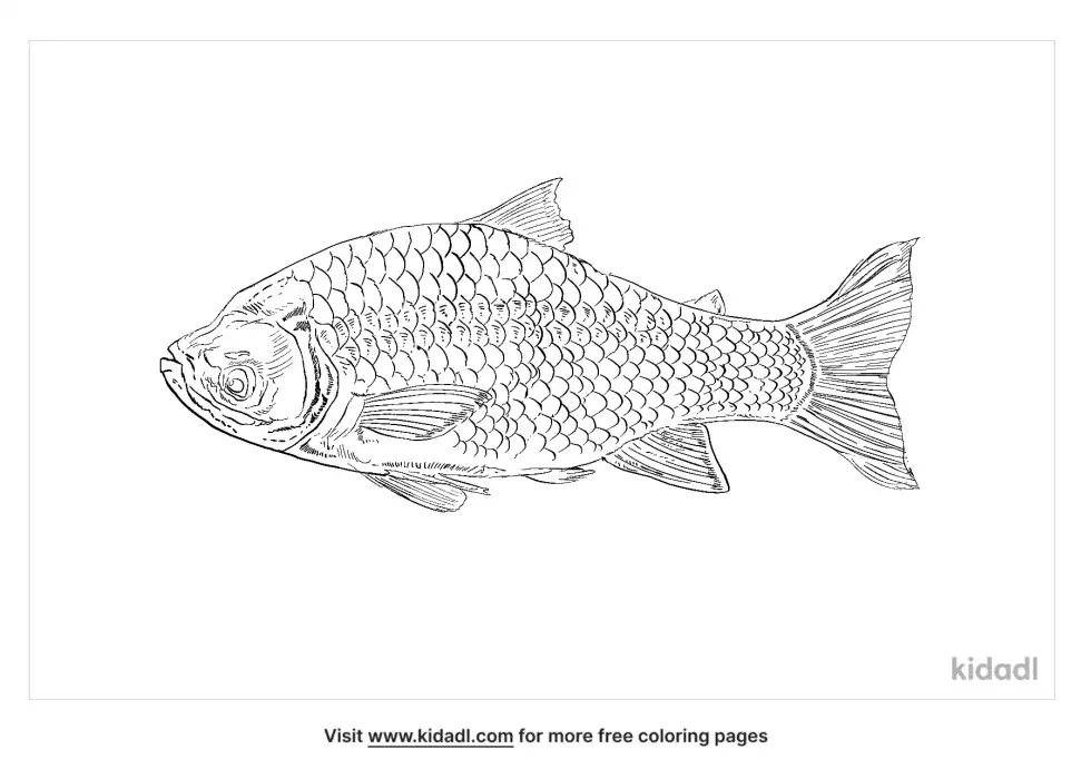 Giant Barb Coloring Page