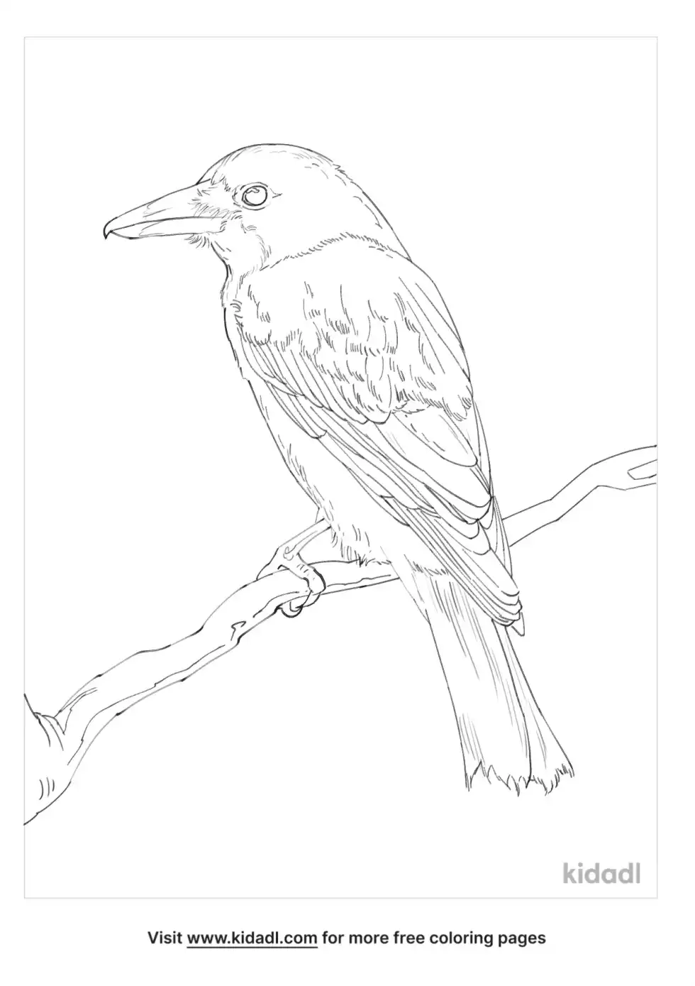 Grey Butcherbird Coloring Page