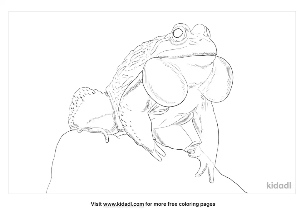 Indian Bullfrog Coloring Page