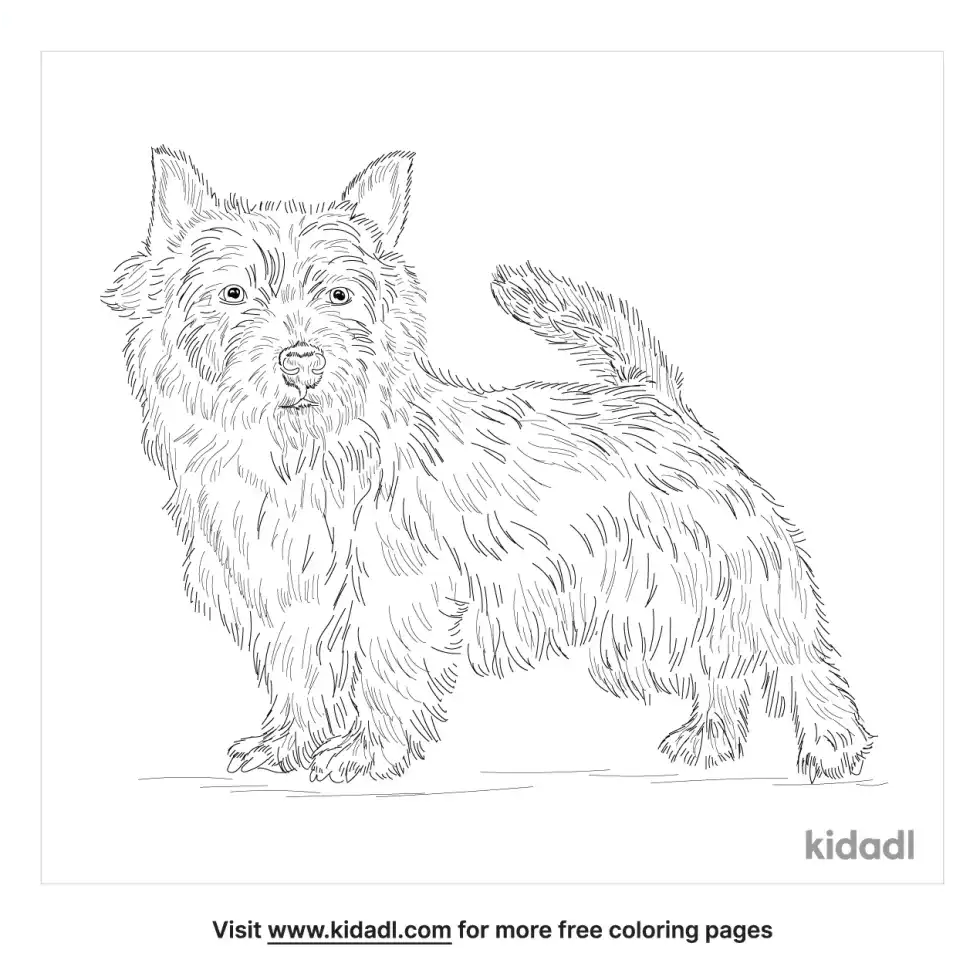 Norfolk Terrier Coloring Page