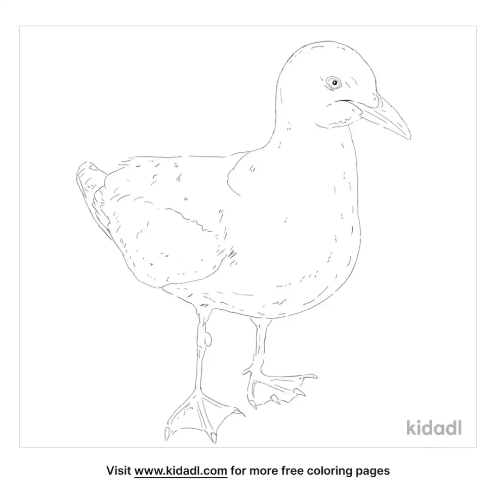 Red Bellied Lemur Coloring Page