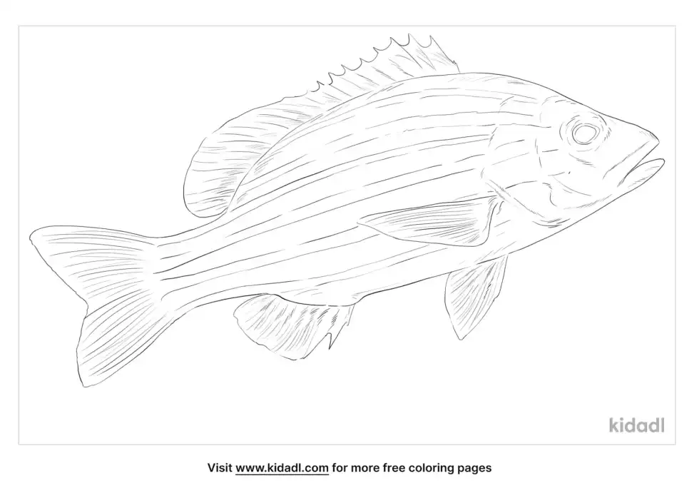 Spanish Flag Fish Coloring Page