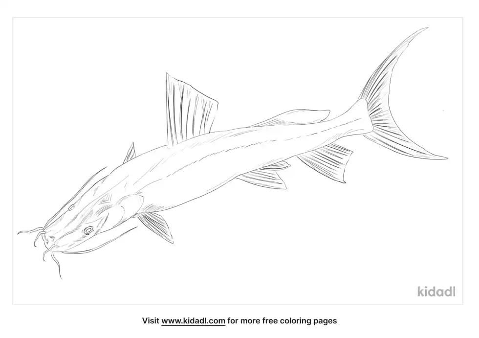 Sperata Coloring Page