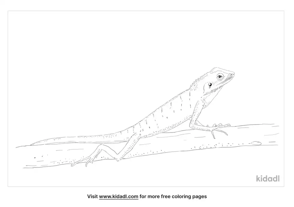 Green Crested Lizard Coloring Page