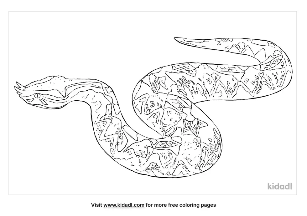 Rhinoceros Viper Coloring Page