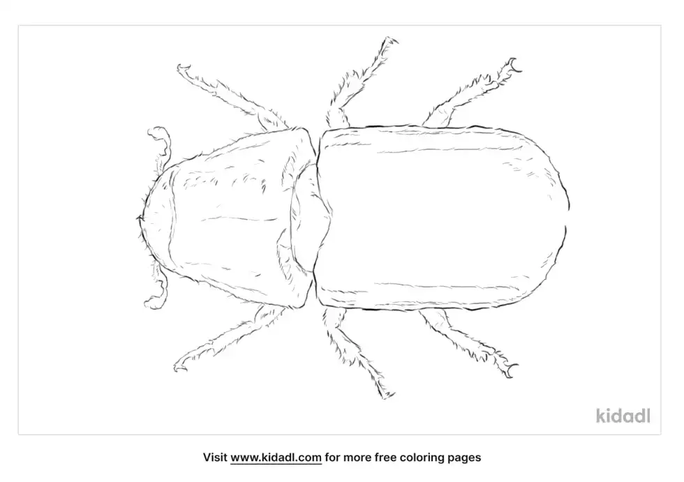Mountain Pine Beetle Coloring Page