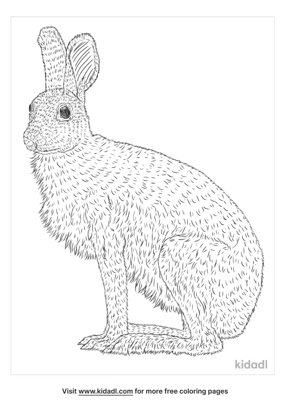 Hispid Hare Coloring Page
